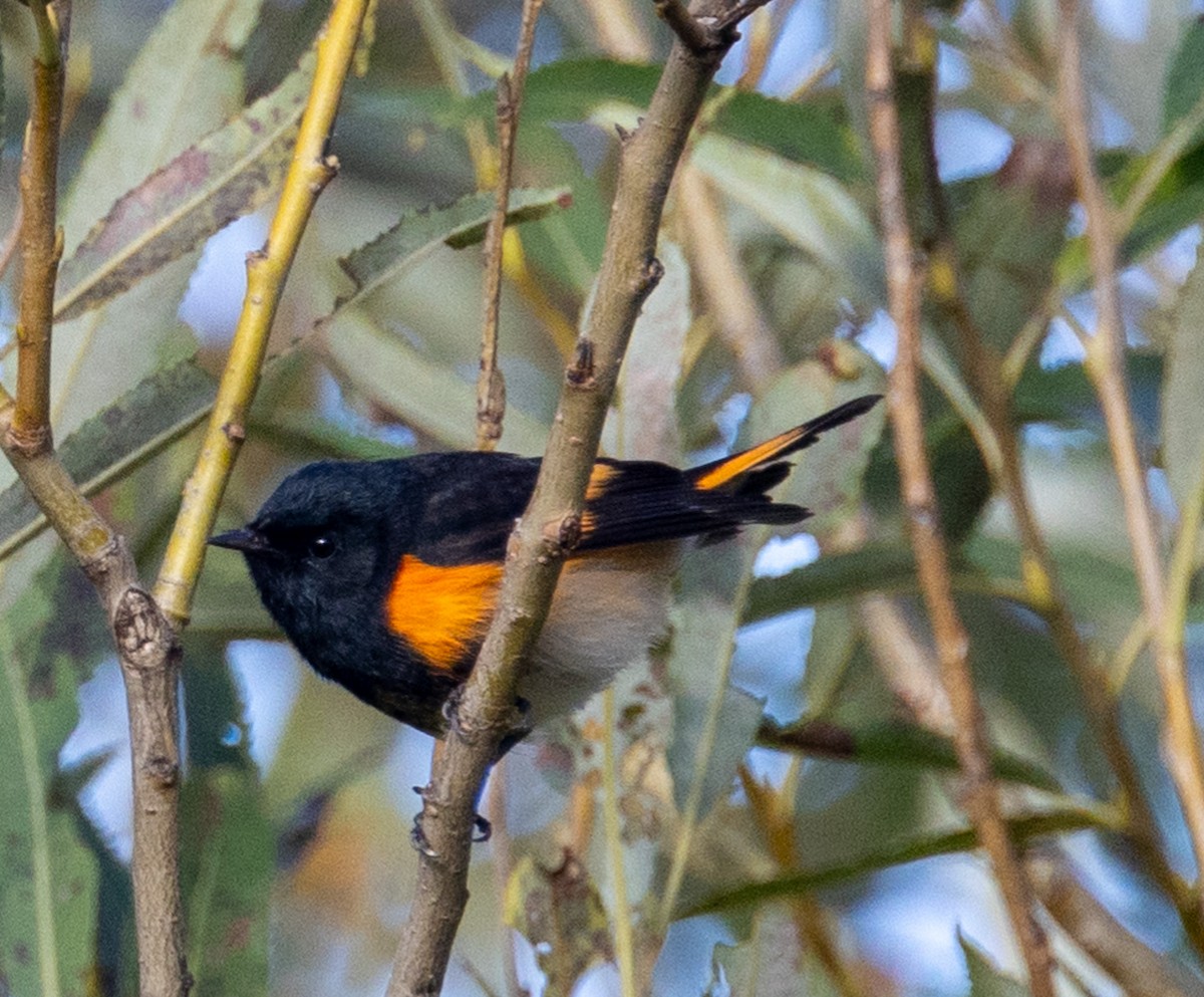 American Redstart - ML623900270