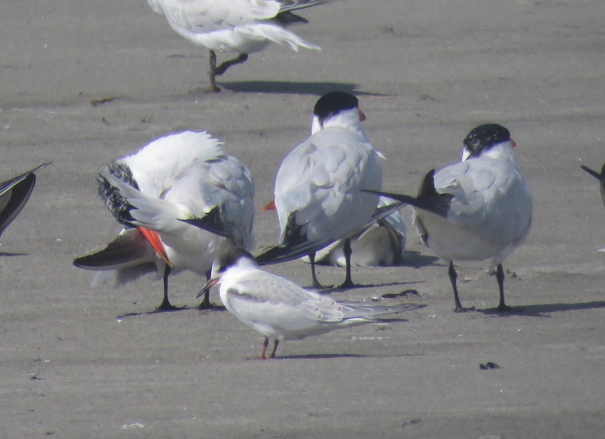 Common Tern - Andrew Emlen