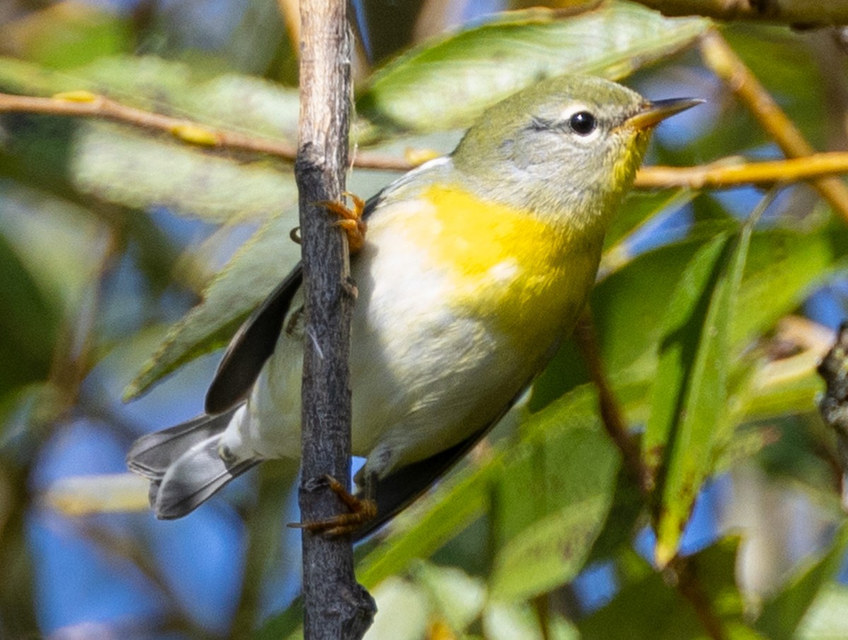 Northern Parula - ML623900276