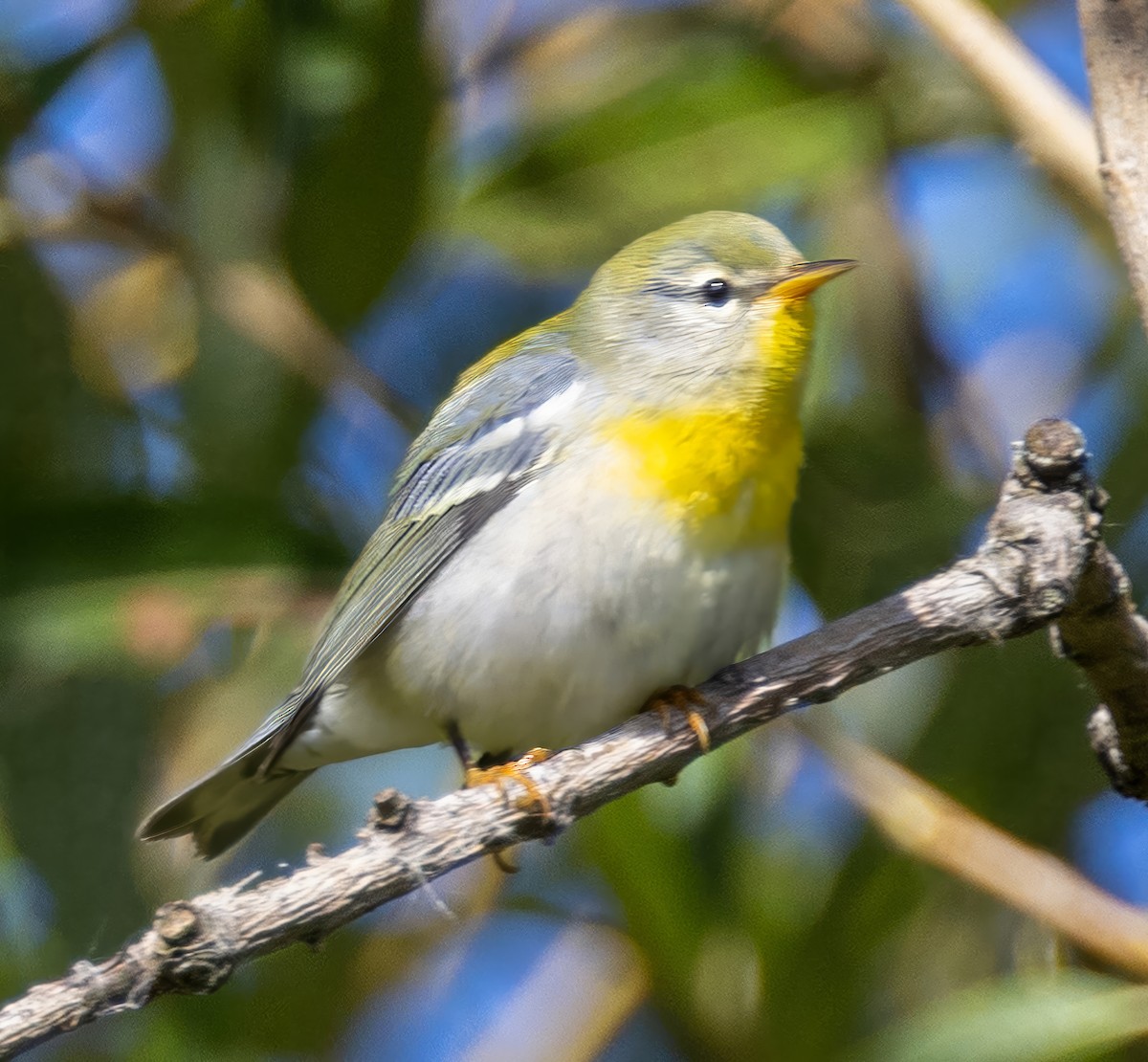 Northern Parula - ML623900277