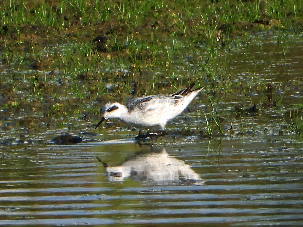 Red-necked Phalarope - ML623900283