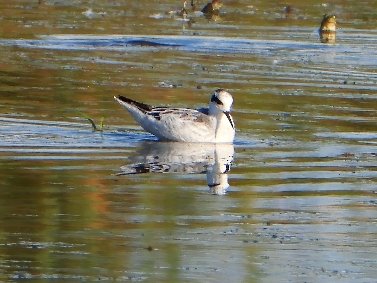 Red-necked Phalarope - ML623900284