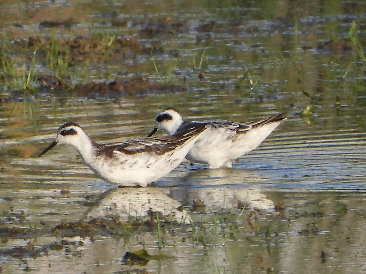 Red-necked Phalarope - ML623900285