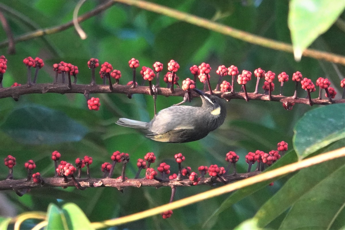 Yellow-spotted Honeyeater - ML623900286