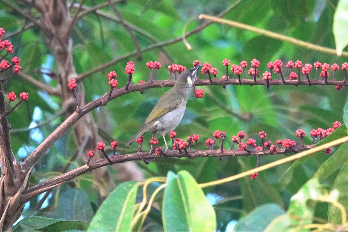 Yellow-spotted Honeyeater - ML623900287