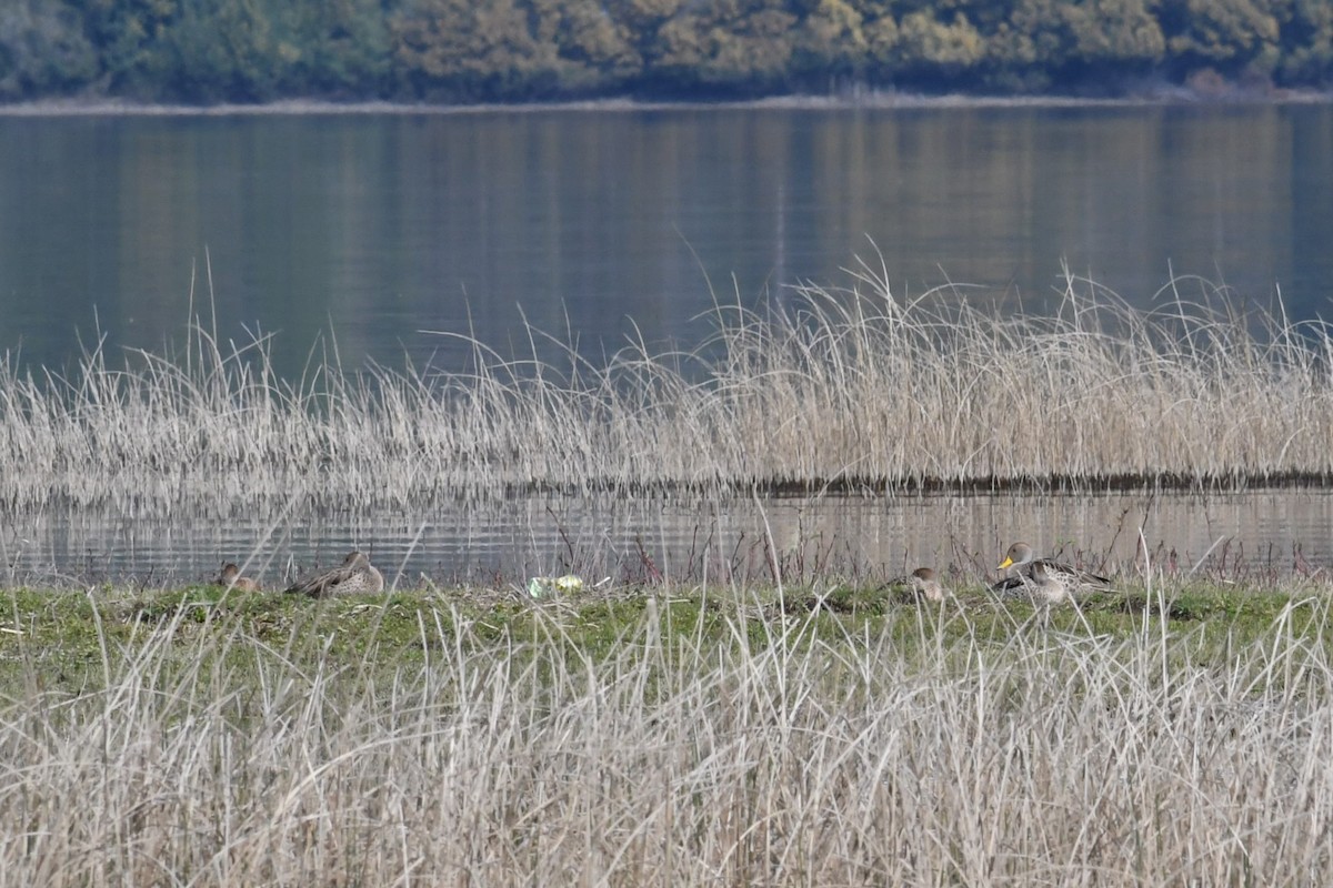 Yellow-billed Pintail - ML623900292