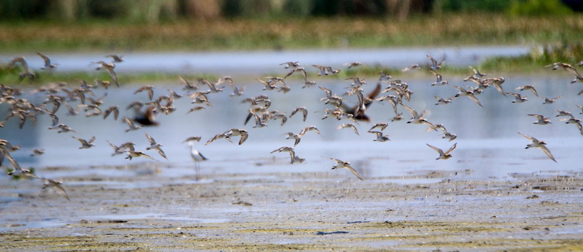 Tibetan Sand-Plover - ML623900305