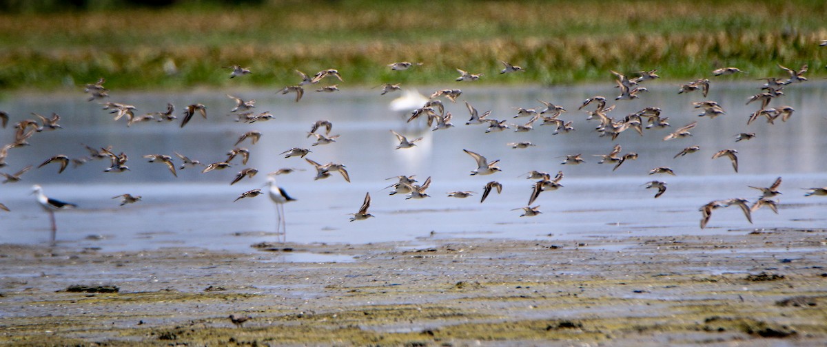 Tibetan Sand-Plover - ML623900310