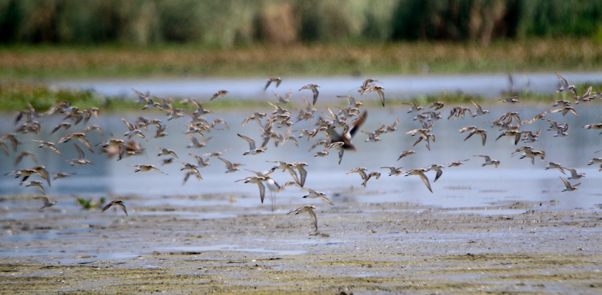 Tibetan Sand-Plover - ML623900311