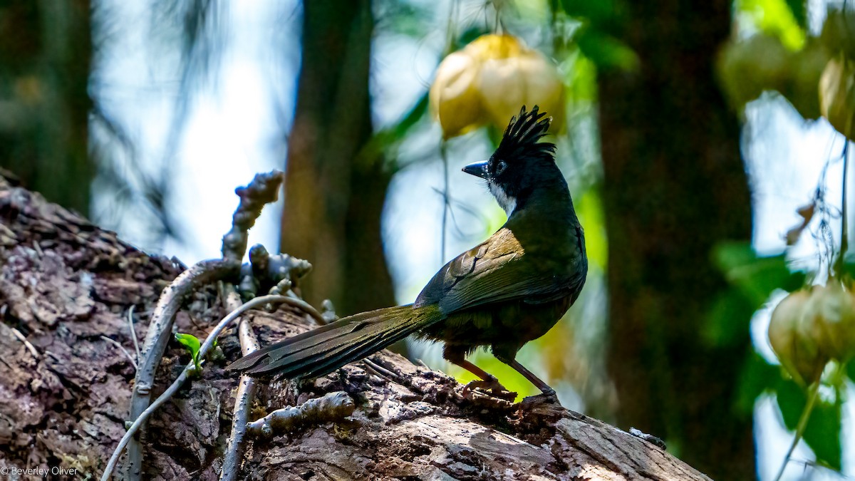 Eastern Whipbird - ML623900363