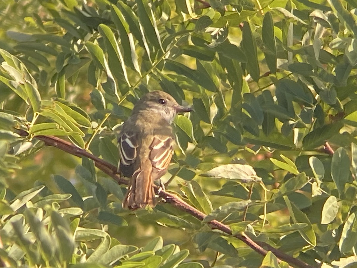 Great Crested Flycatcher - ML623900402