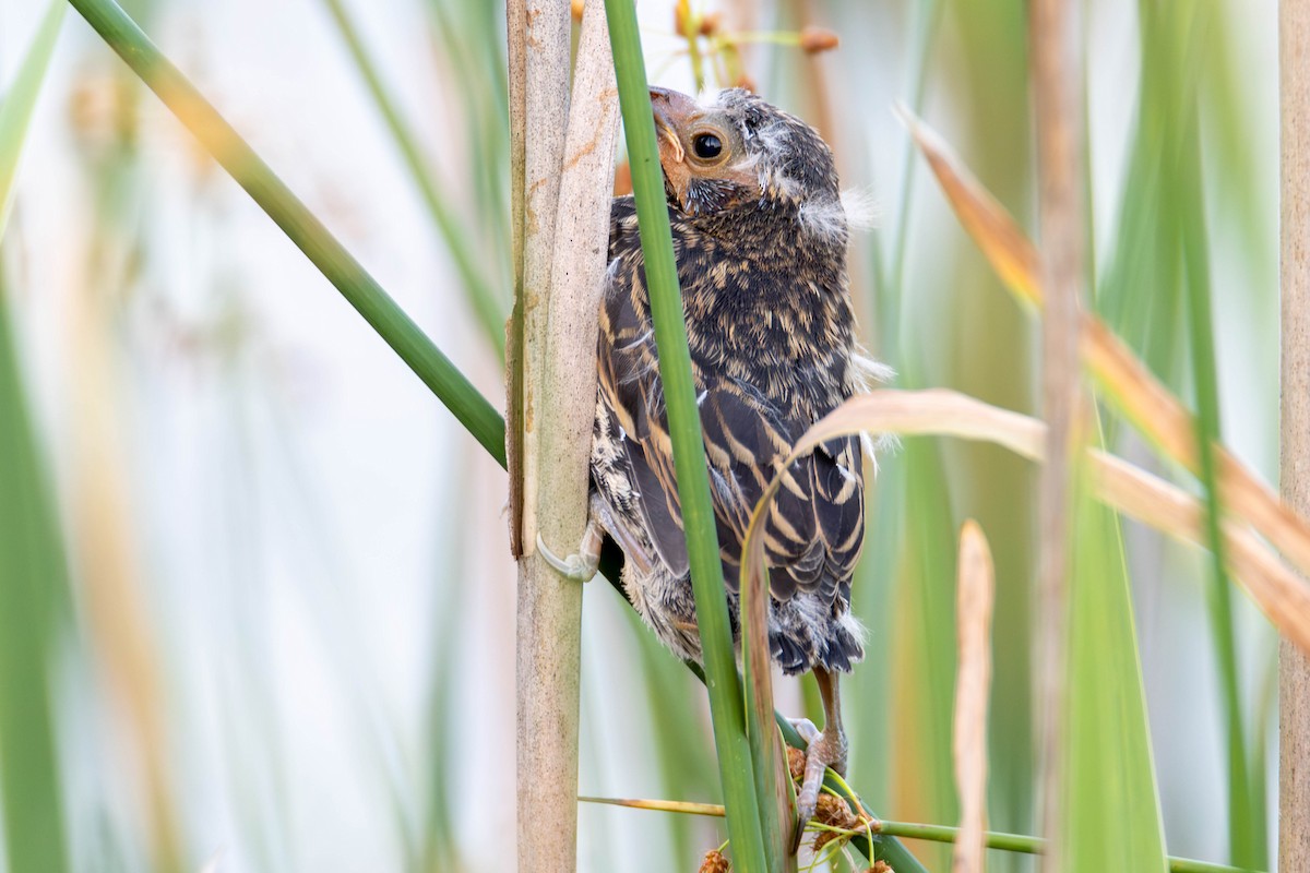 Red-winged Blackbird - James Davis