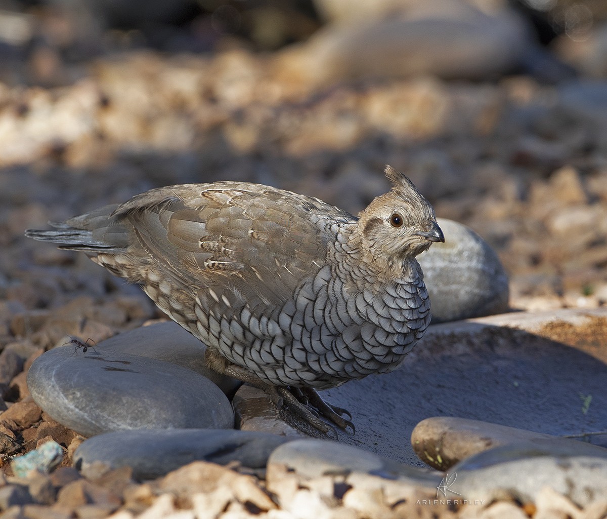 Scaled Quail - ML623900420