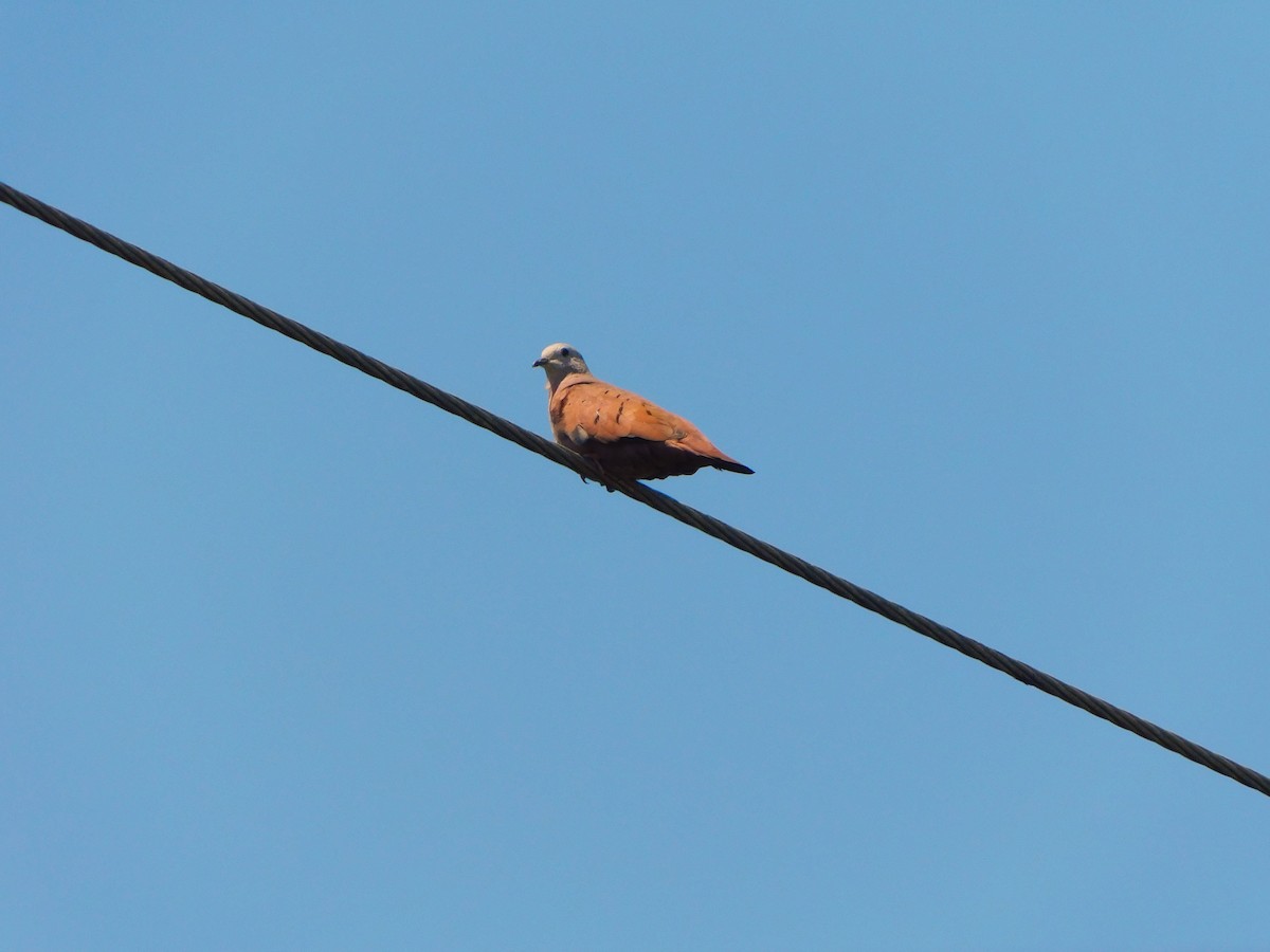 Ruddy Ground Dove - ML623900450