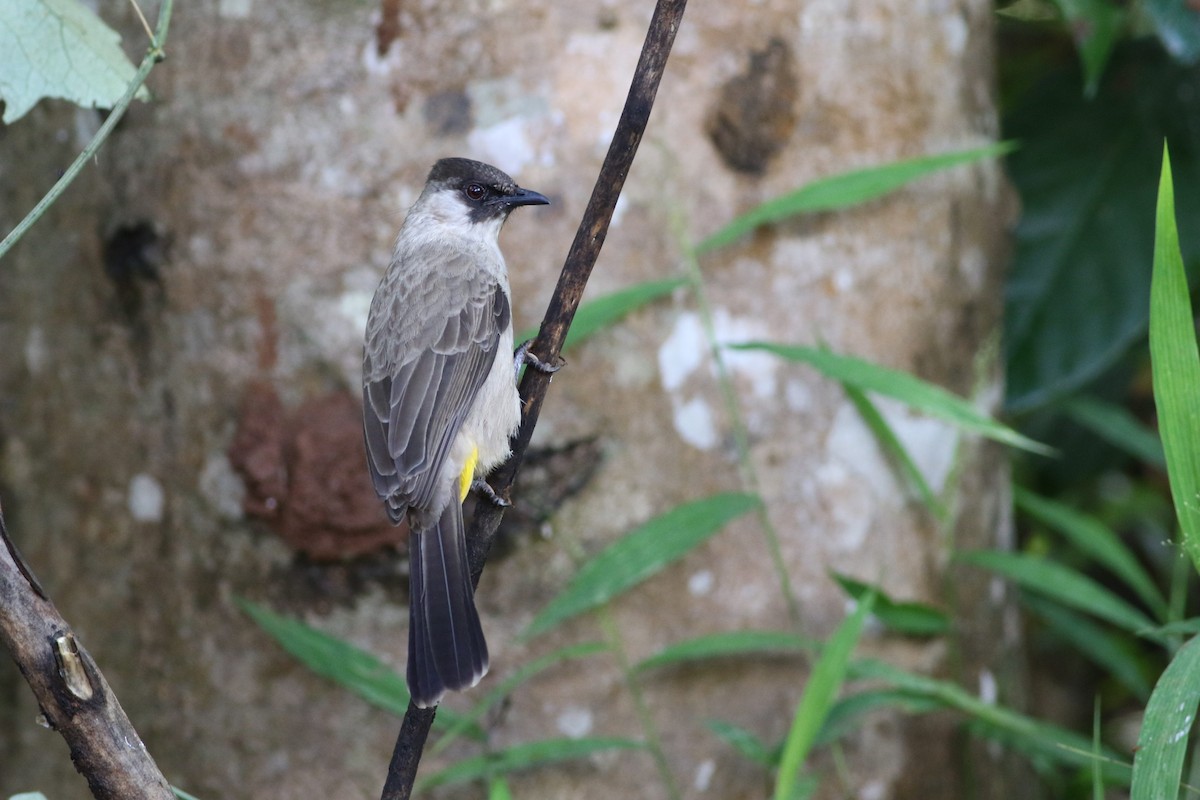 Sooty-headed Bulbul - ML623900535