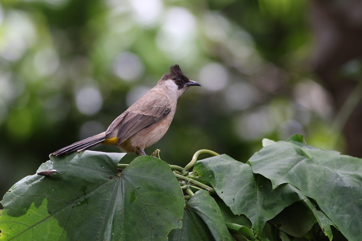 Sooty-headed Bulbul - ML623900536