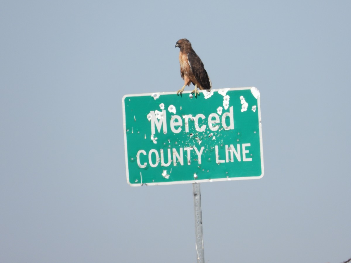 Red-tailed Hawk - ML623900565