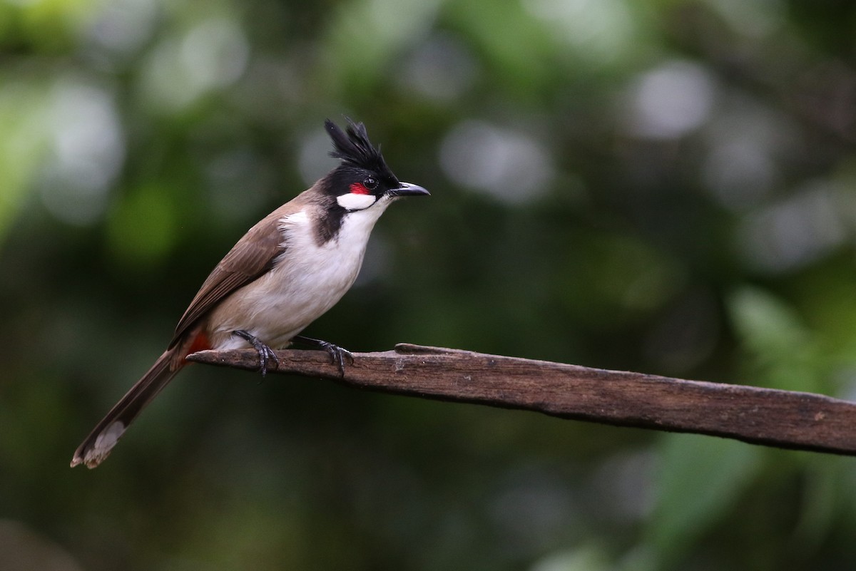 Red-whiskered Bulbul - ML623900569