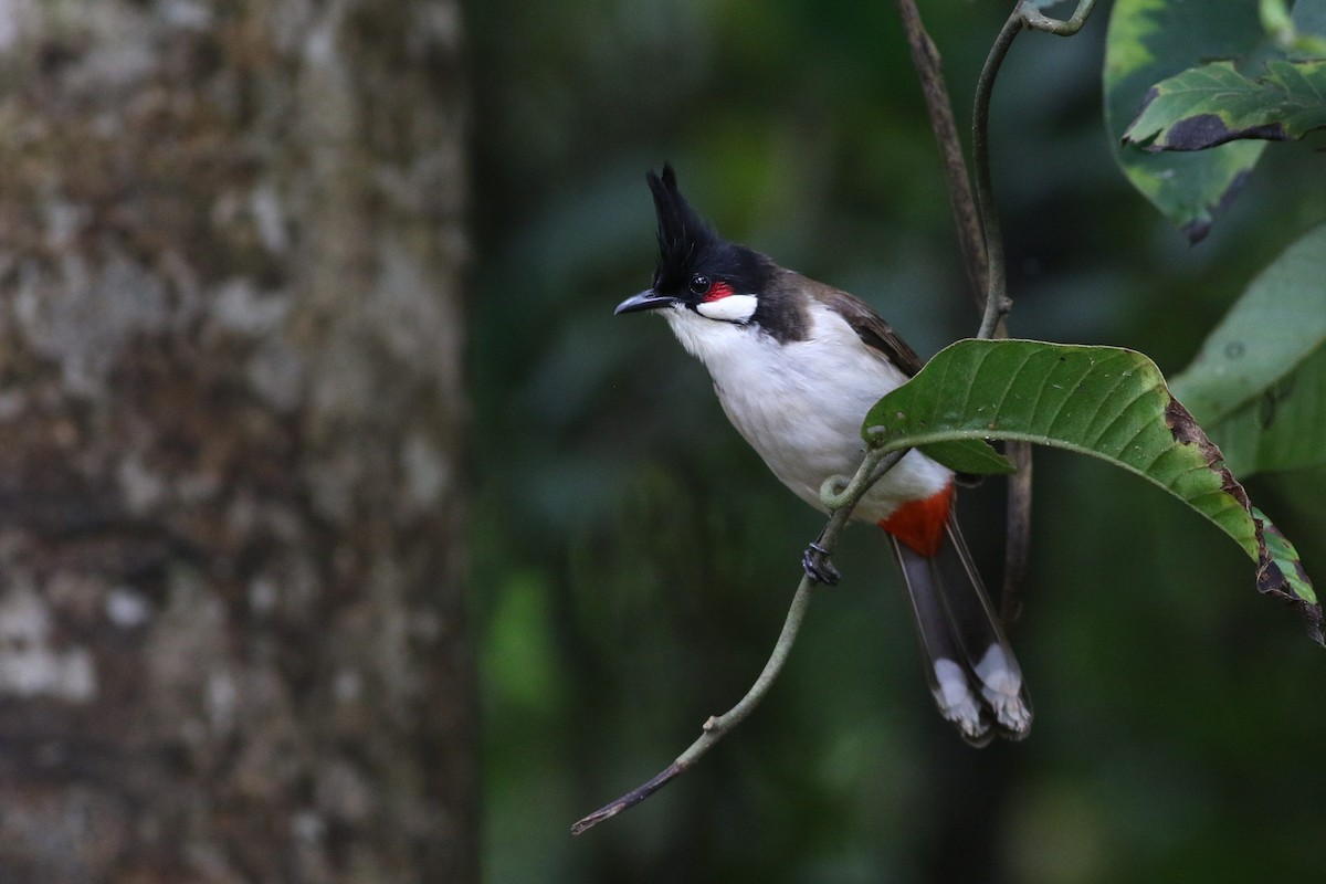 Red-whiskered Bulbul - ML623900570