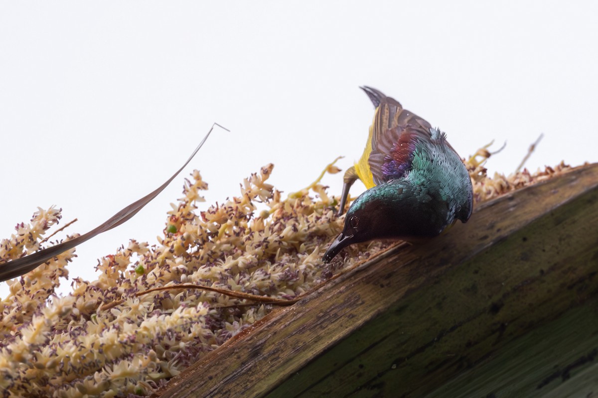 Brown-throated Sunbird - ML623900572