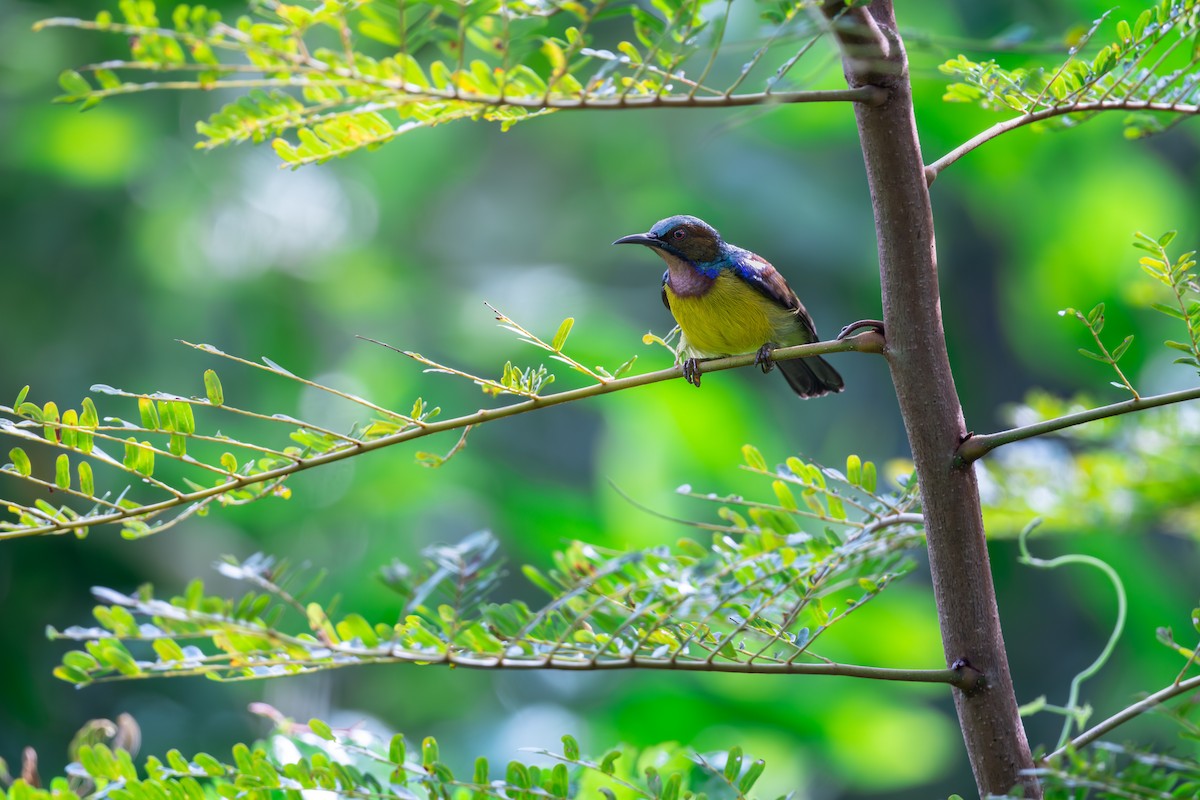 Brown-throated Sunbird - ML623900573