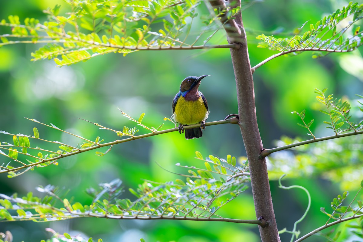 Brown-throated Sunbird - Shing Arrrrr