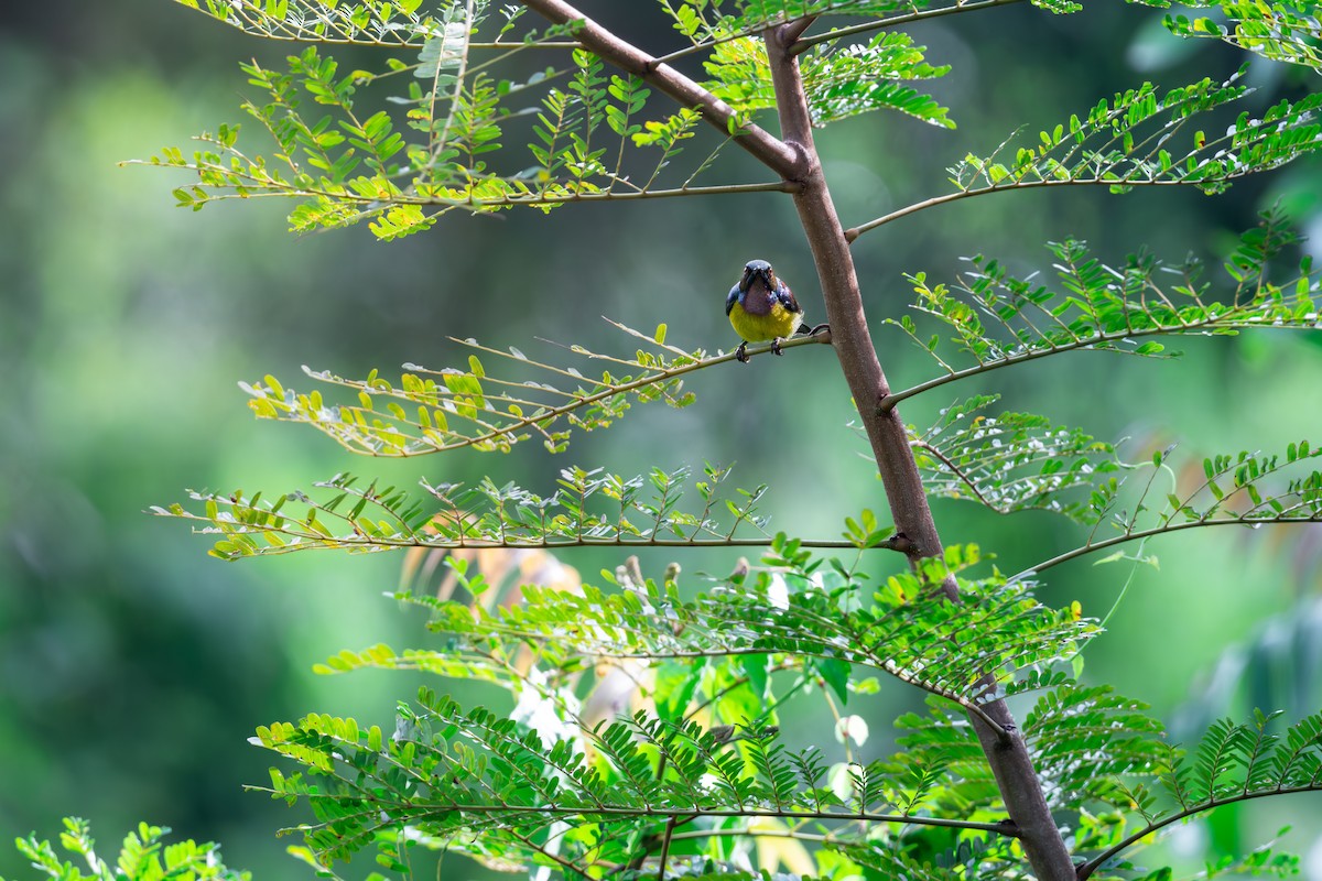 Brown-throated Sunbird - ML623900576