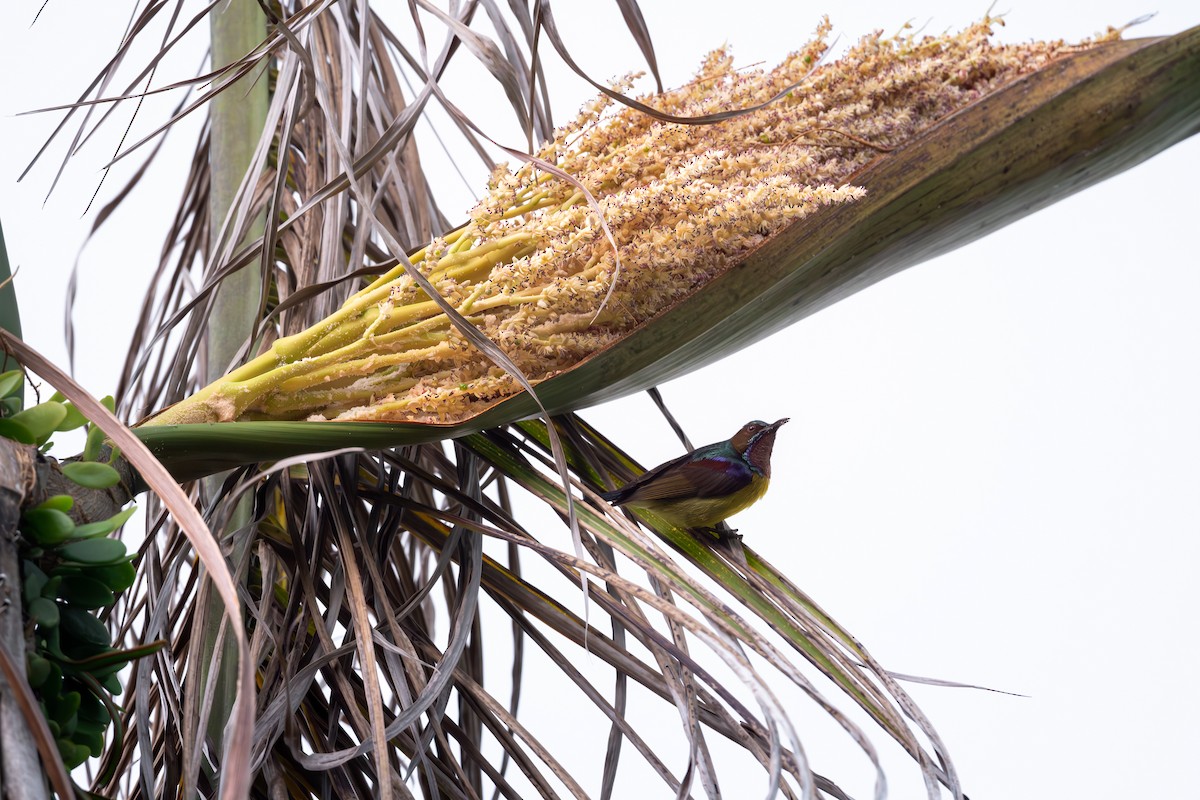 Brown-throated Sunbird - ML623900577