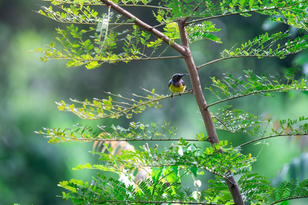 Brown-throated Sunbird - ML623900578