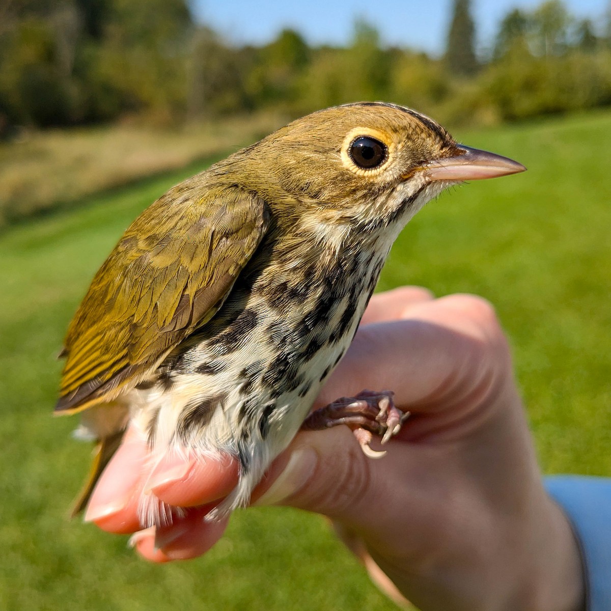 Ovenbird - ML623900579