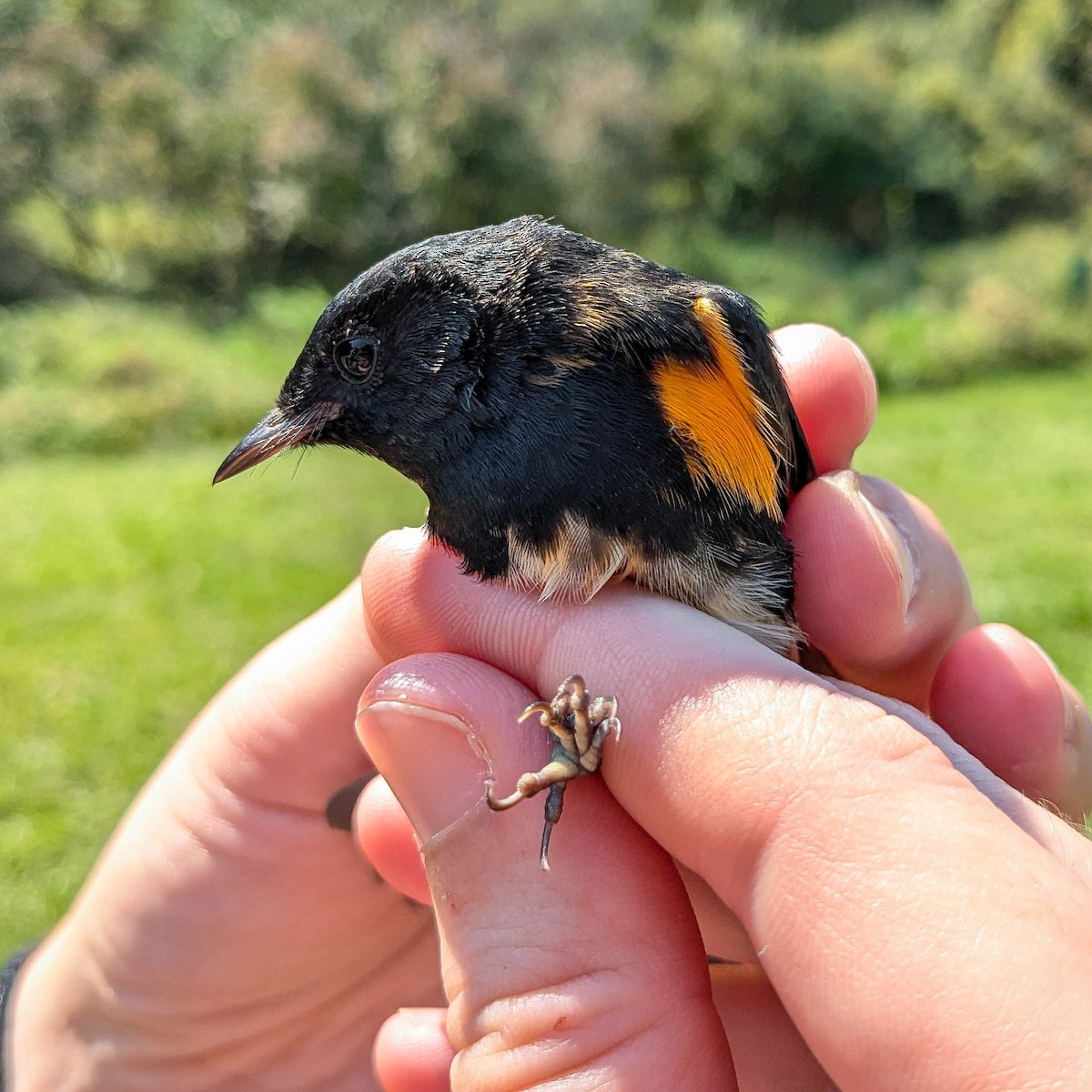 American Redstart - ML623900580