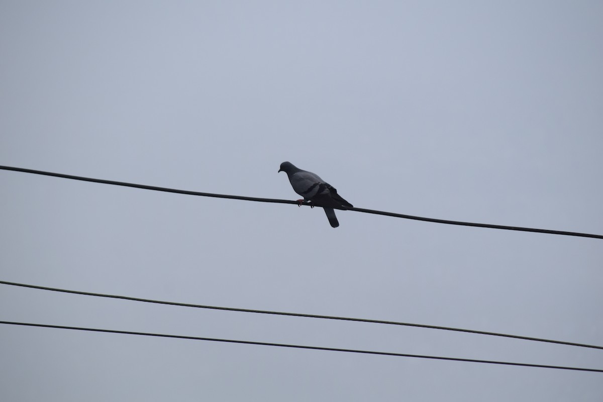 Rock Pigeon (Feral Pigeon) - ML623900581