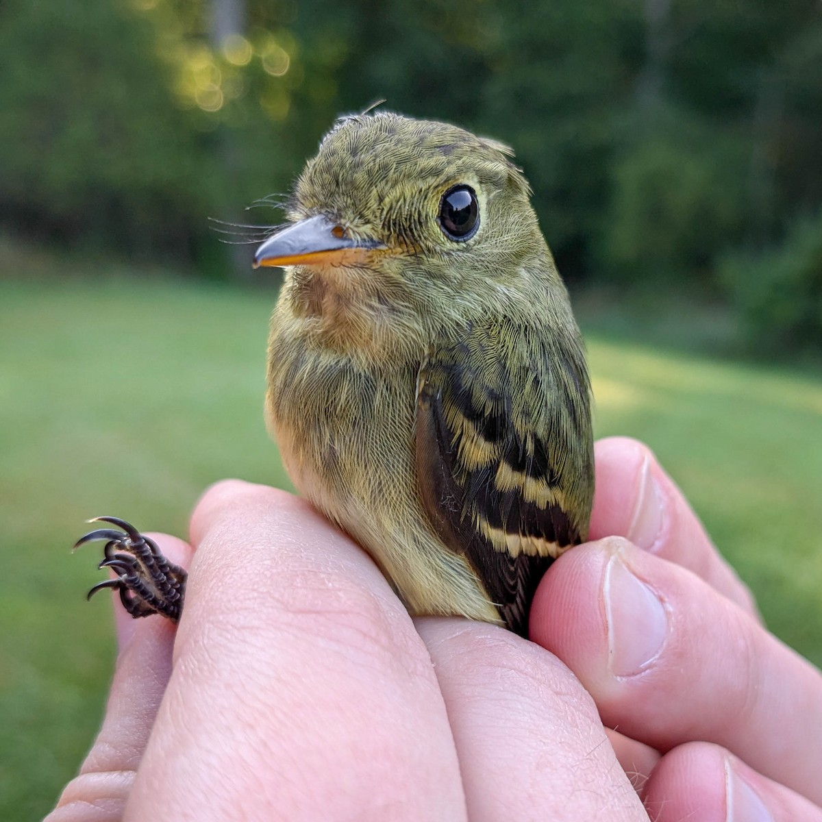 Yellow-bellied Flycatcher - ML623900582