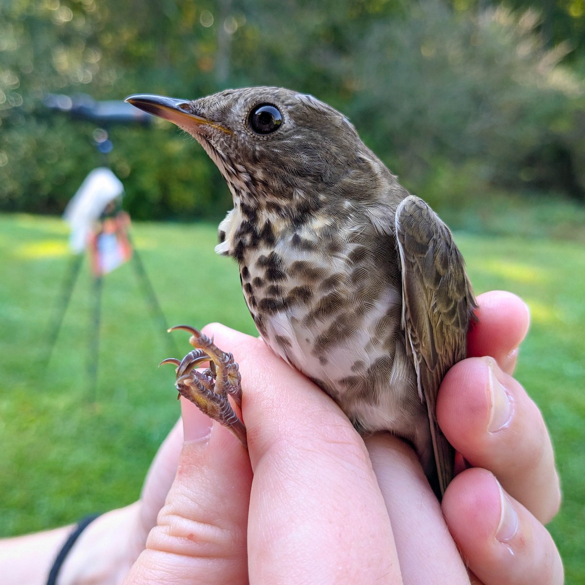 Gray-cheeked Thrush - ML623900583