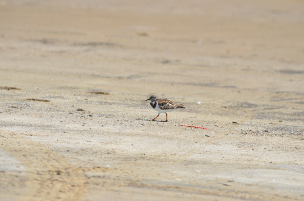 Ruddy Turnstone - ML623900584