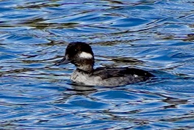 Bufflehead - ML623900585