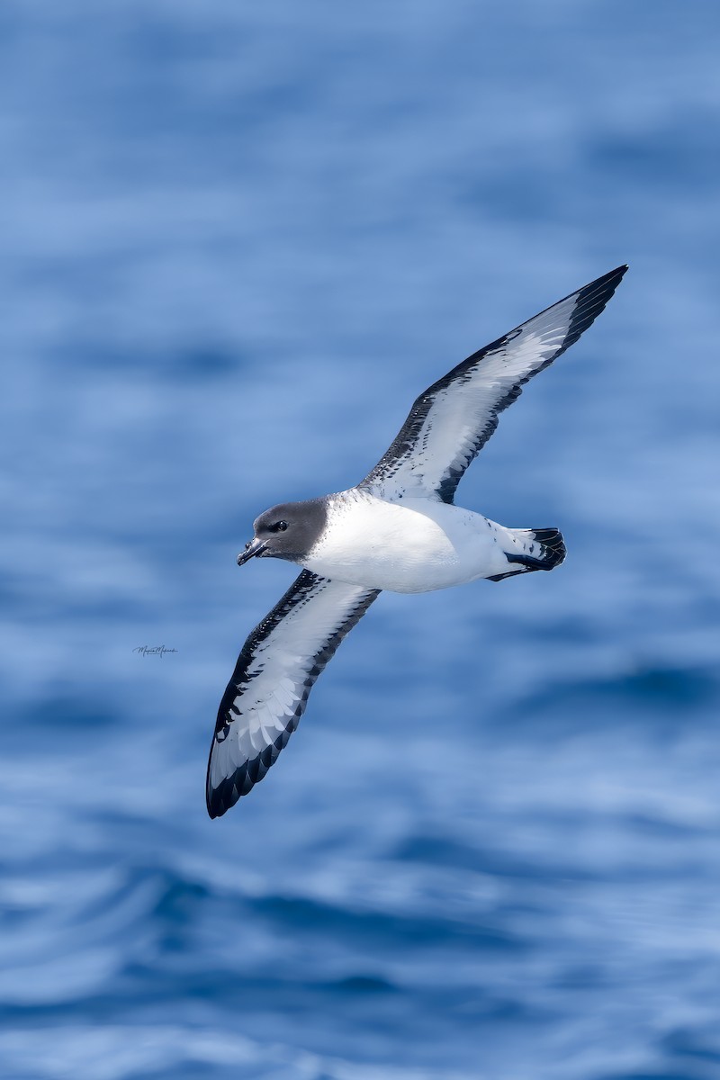 Cape Petrel - Meysam Makvandi