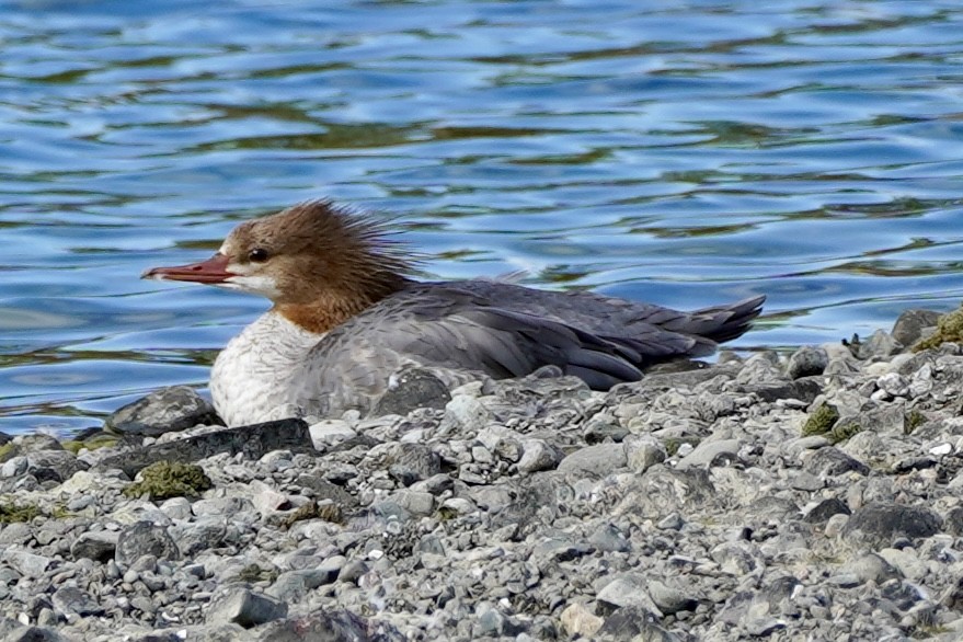 Common Merganser - ML623900588