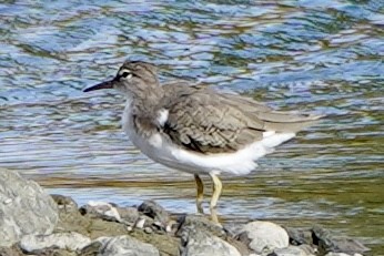 Spotted Sandpiper - ML623900590