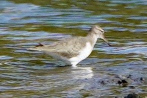 Spotted Sandpiper - ML623900591