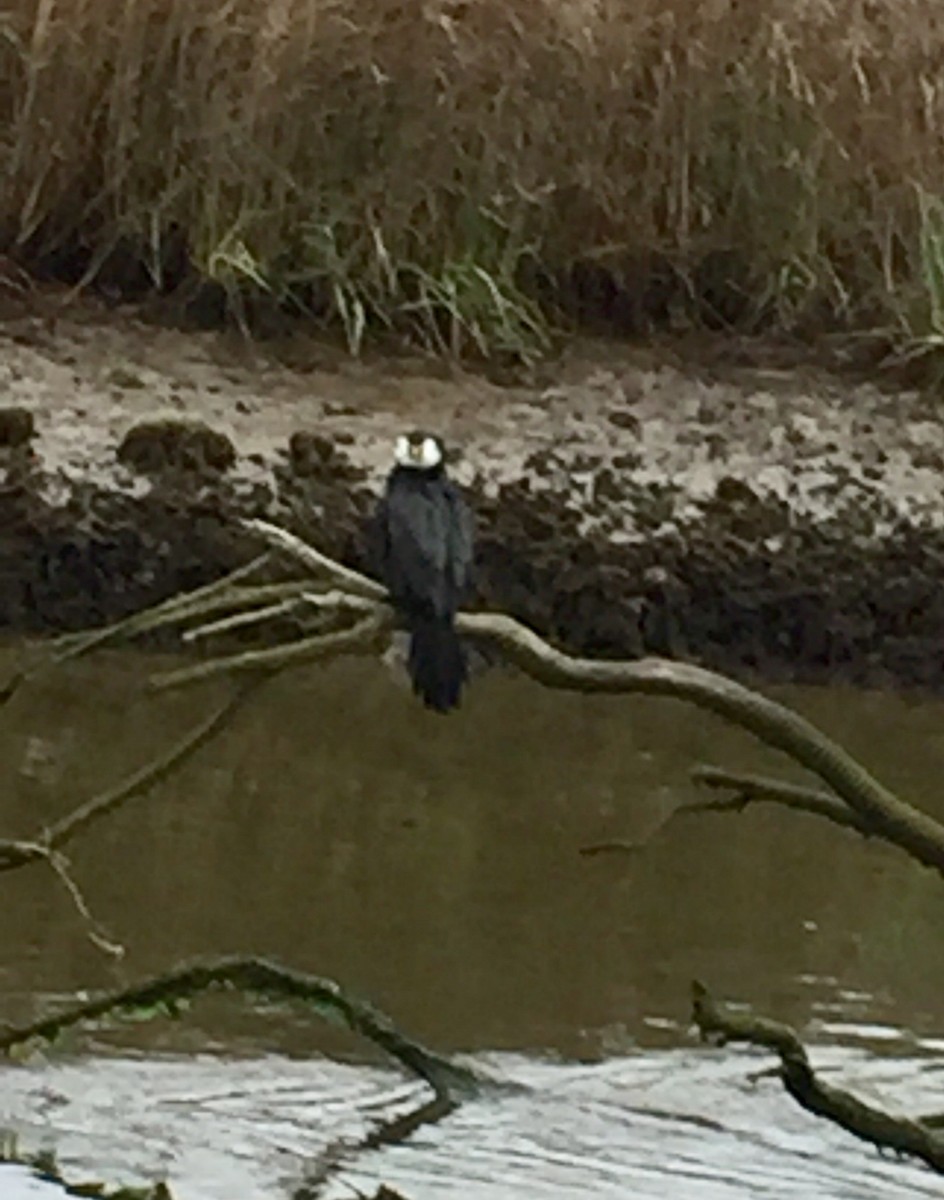 Little Pied Cormorant - ML623900592