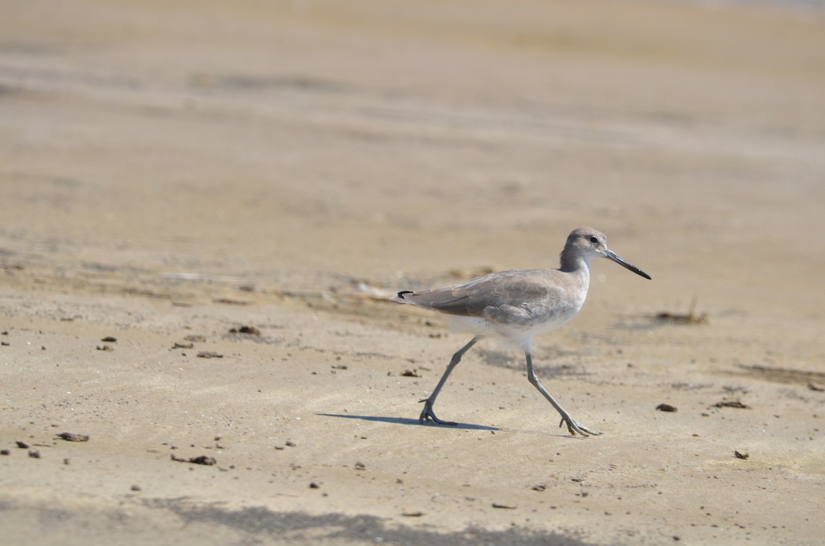 Willet - ML623900593