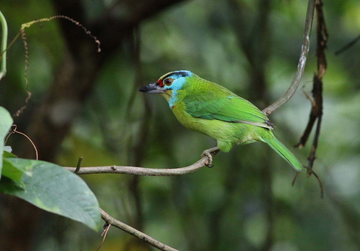 Indochinese Barbet - ML623900595