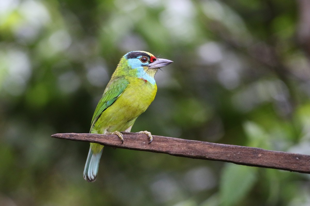 Indochinese Barbet - ML623900596