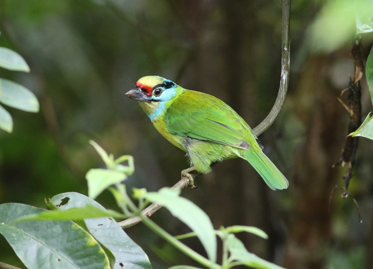 Indochinese Barbet - ML623900597