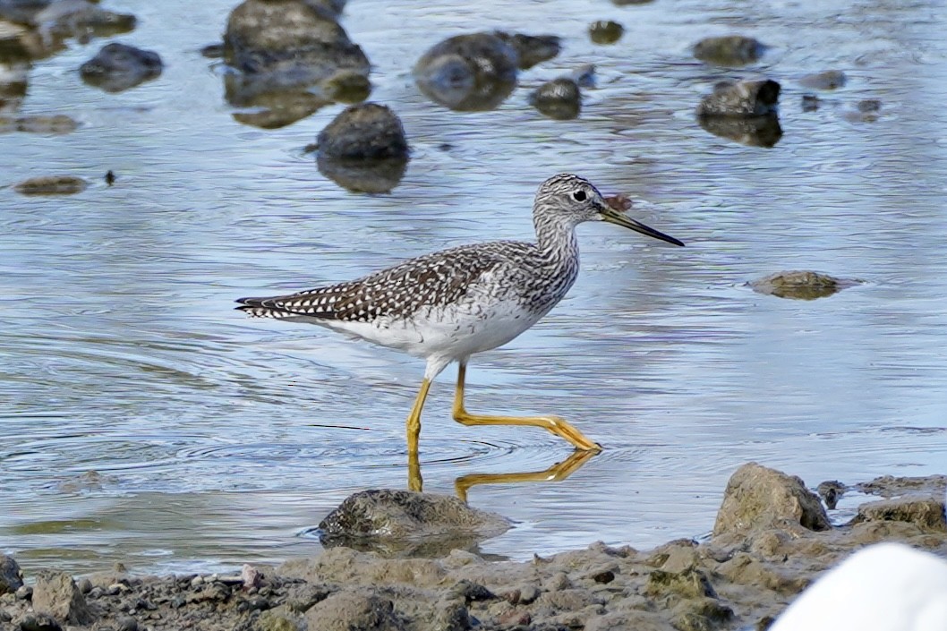 Greater Yellowlegs - ML623900599