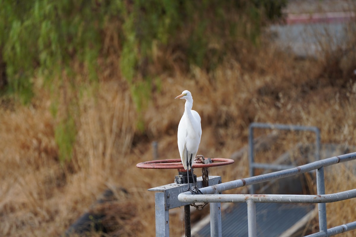 Great Egret - ML623900602