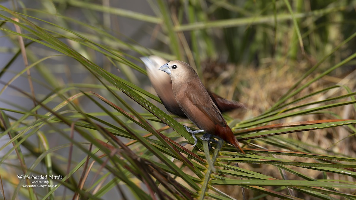 White-headed Munia - ML623900615