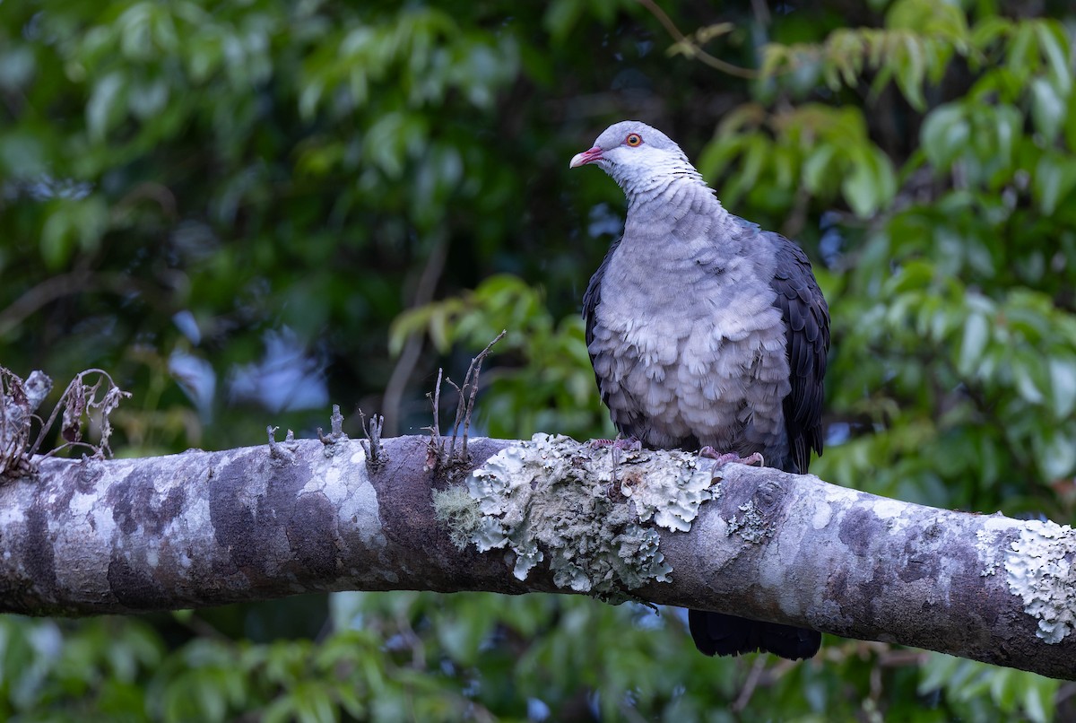 White-headed Pigeon - ML623900617