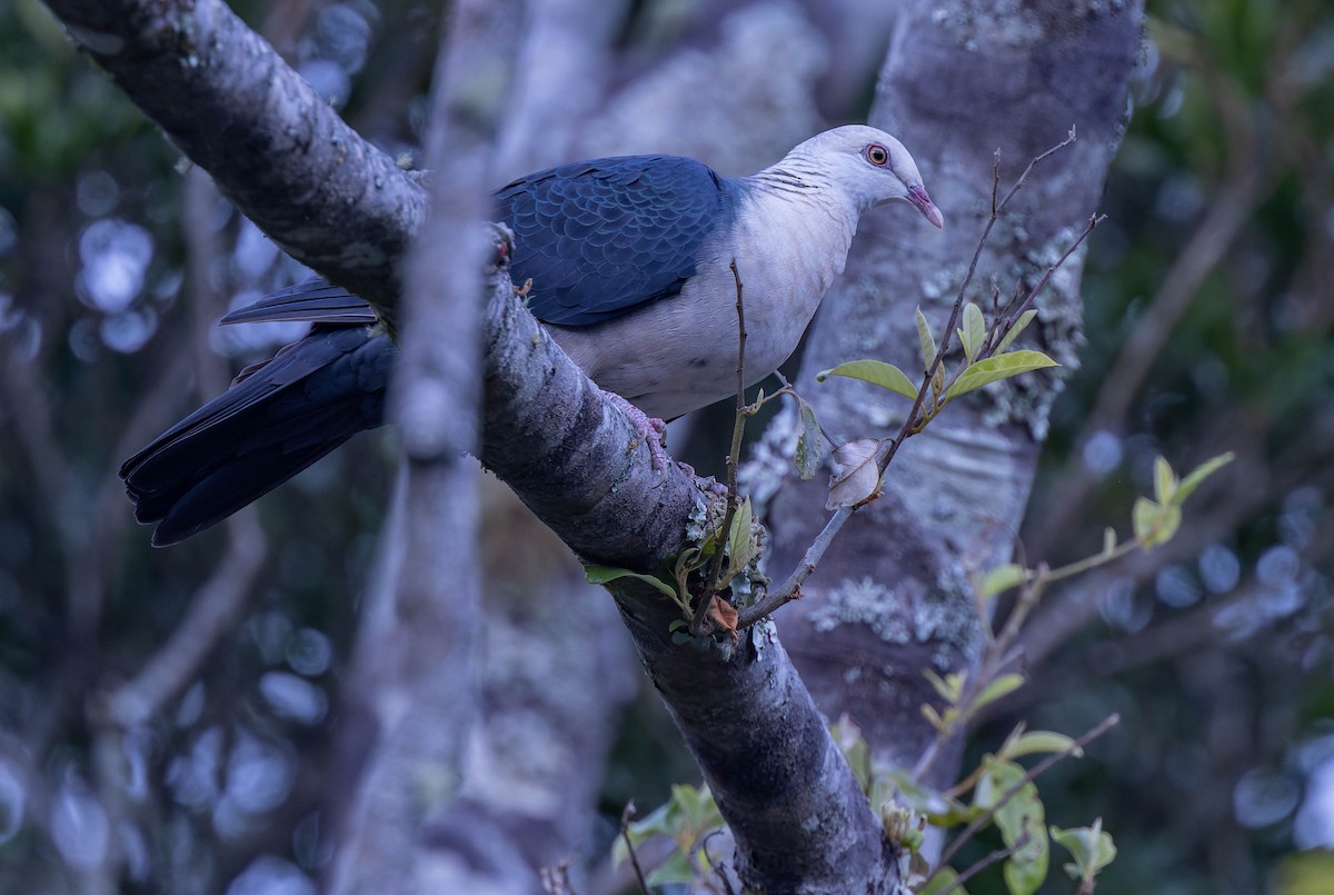 White-headed Pigeon - ML623900618